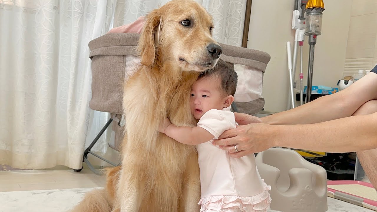 泣いていた家族をを自慢の毛並みであっという間に落ち着かせてしまうゴールデンレトリバー