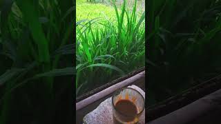 Suasana pedesaan,lembur kuring #music #shoorts #slomo #astentic #bungadesa #pemandangan