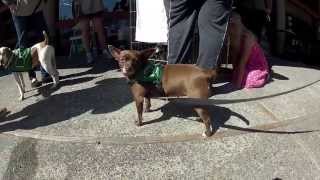 Mutt Strut
