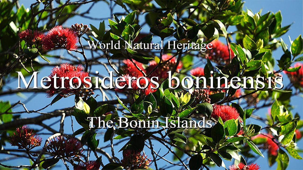 【 ムニンフトモモの花 】世界自然遺産・小笠原諸島　【 Metrosideros boninensis 】 World Natural Heritage・The Bonin Islands