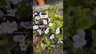 beautiful flowers ( comment if who face in cartoon character look face ) beautiful flowers ( comment if who face in cartoon character look face )