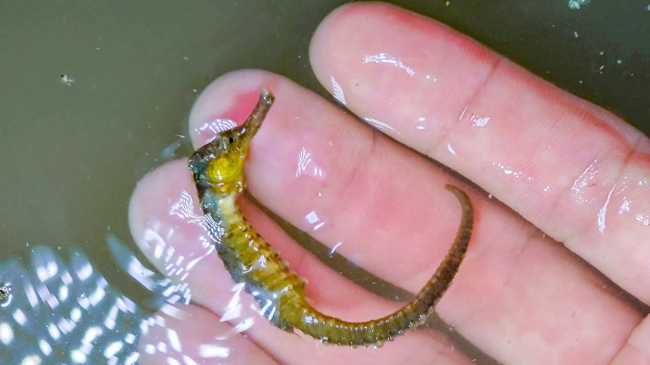 Bắt được ghẹ xanh, cá đục và ốc móng tay, gặp bạch tuộc, tôm súng lục và cá ngựa khi triều xuống