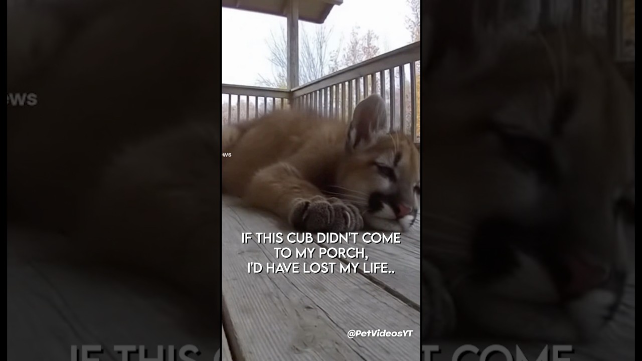 They Took Care Of Him, He Returned The Favor ❤️😭 #wholesome #animals