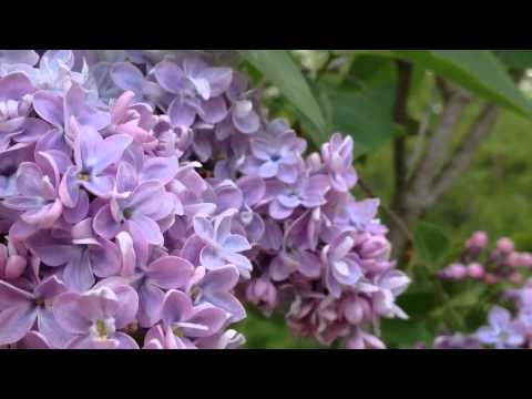 Video: Lilac (106 Fotografií): Popis Obyčejného šeříku, Rysy Výsadby Sazenic