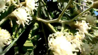 Plantas Medicinais - Assa peixe flores (Vernonia polysphaera)
