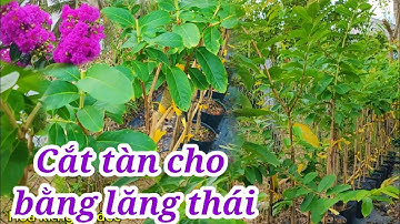 Cắt tàn cho cây bằng lăng thái 0939321583