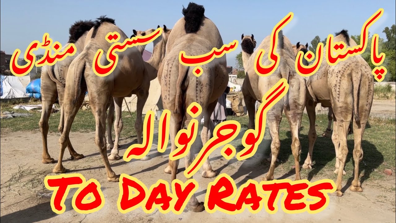 Gujranwala Camel Mandi | Live Deals And Rate | Chand Da Qila Chok Gujranwala |