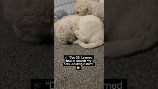 🎓 “Day 26: Learned how to scratch my ears. Adulting is hard. 😆” #trending #puppy #viral #cute
