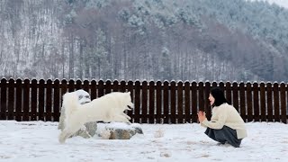 폭설내려서 더 신난 사모예드 (안림가, 캠핑, 대형견동반숙소, 강원도홍천)