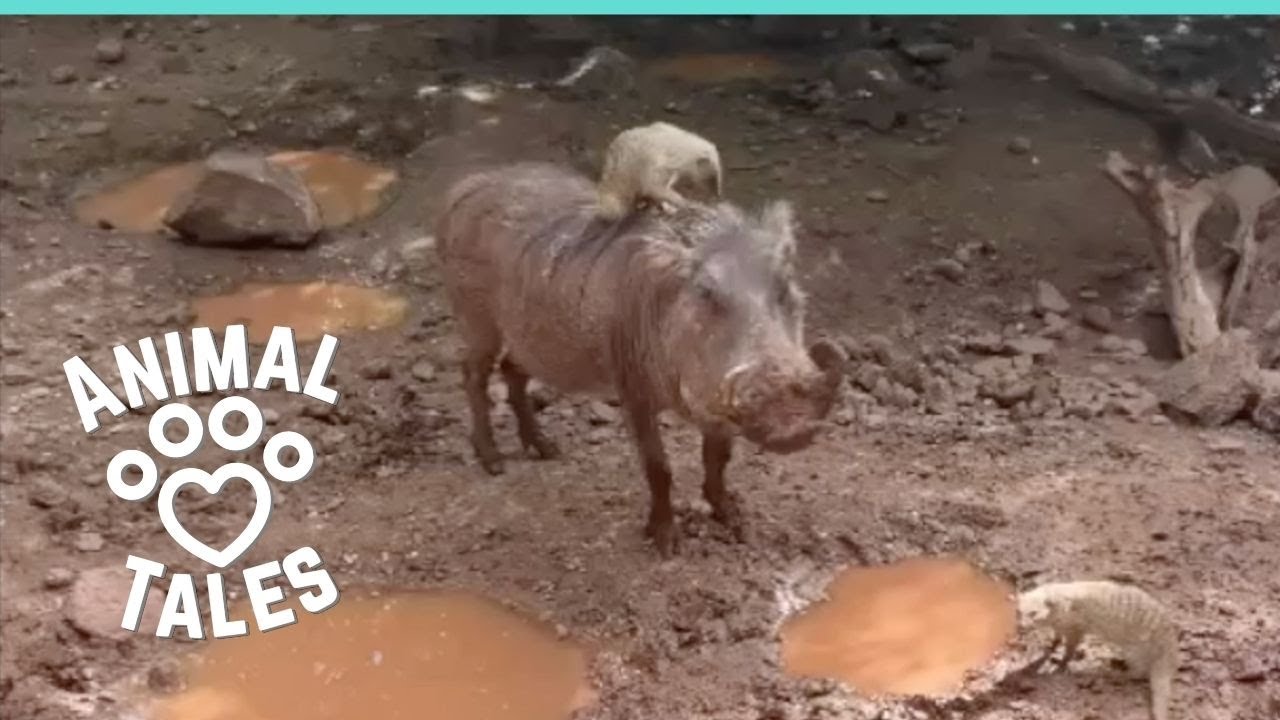 Rescue Animals Are Real Life Timon & Pumbaa - YouTube
