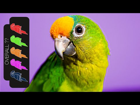 Peach Fronted Conure, The Best Pet Parrot?