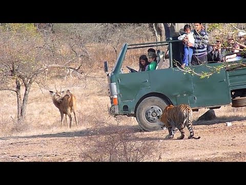حمله ببر به گوزن در رانتامبور | रणथंभौर में बाघ का हिरण पर हमला