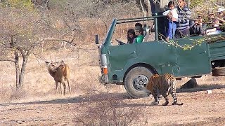 Tiger Attack Deer In Ranthambore रणथभर म बघ क हरण पर हमल