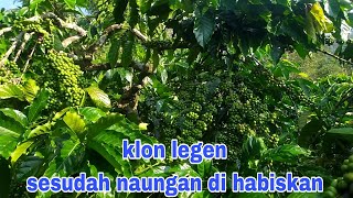 Keadaan klon tugu sari stelah naungan di habiskan#tukangngarit #ulubelu #kopista #petanimilenial