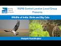 Wildlife of india birds and big cats by swapnil kumbhojkar