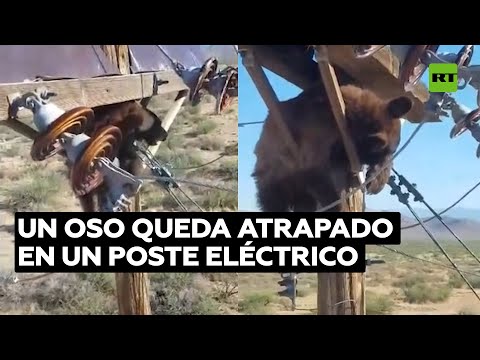 Vídeo: Anguila Eléctrica Alimenta El árbol De Navidad - Matador Network