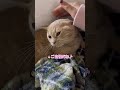 ママがいる場所にすぐ移動する、くっつき虫な子猫が可愛すぎる...