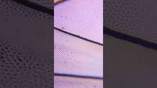 Fly wing under microscope.#shorts