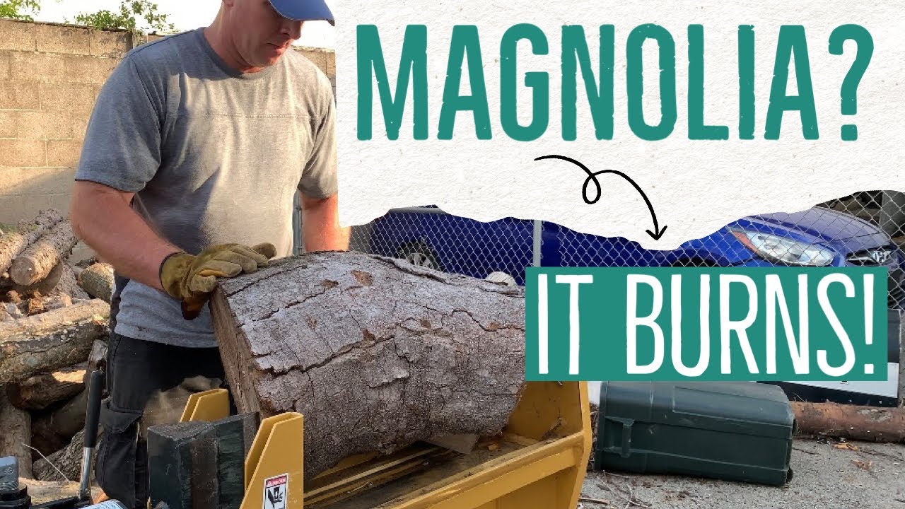 Magnolia Firewood. 🌳 YouTube