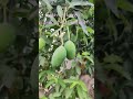 Malihabad Mango Farm #mango #farms #fruits #viral #trending #fypシ
