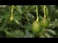 Proceso de cultivo y Cosecha del Aguacate - TvAgro por Juan Gonzalo Angel