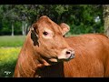 Lenape Limousin Promotional Video   4K