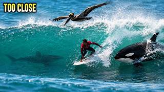 TOO CLOSE: Sharks, Orcas & Surfers in the Same Wave🦈 - YouTube