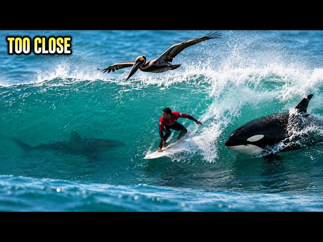 SALE‼️showatanabe whale love & surfer TOO CLOSE: Sharks, Orcas & Surfers in the Same Wave🦈 - YouTube
