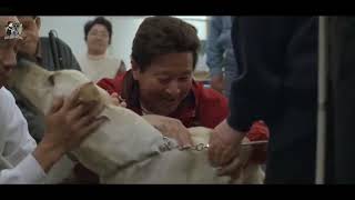 Kisah Kesetiaan Anjing Yang Bersahabat Dengan Tunanetra | Alur Cerita Film QUILL (2004)