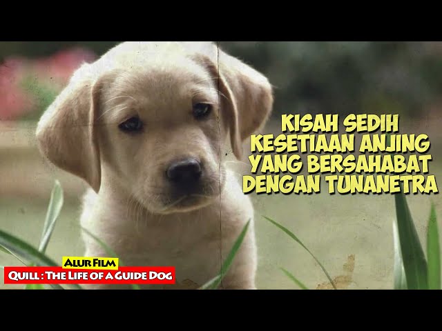 Kisah Kesetiaan Anjing Yang Bersahabat Dengan Tunanetra | Alur Cerita Film QUILL (2004) class=