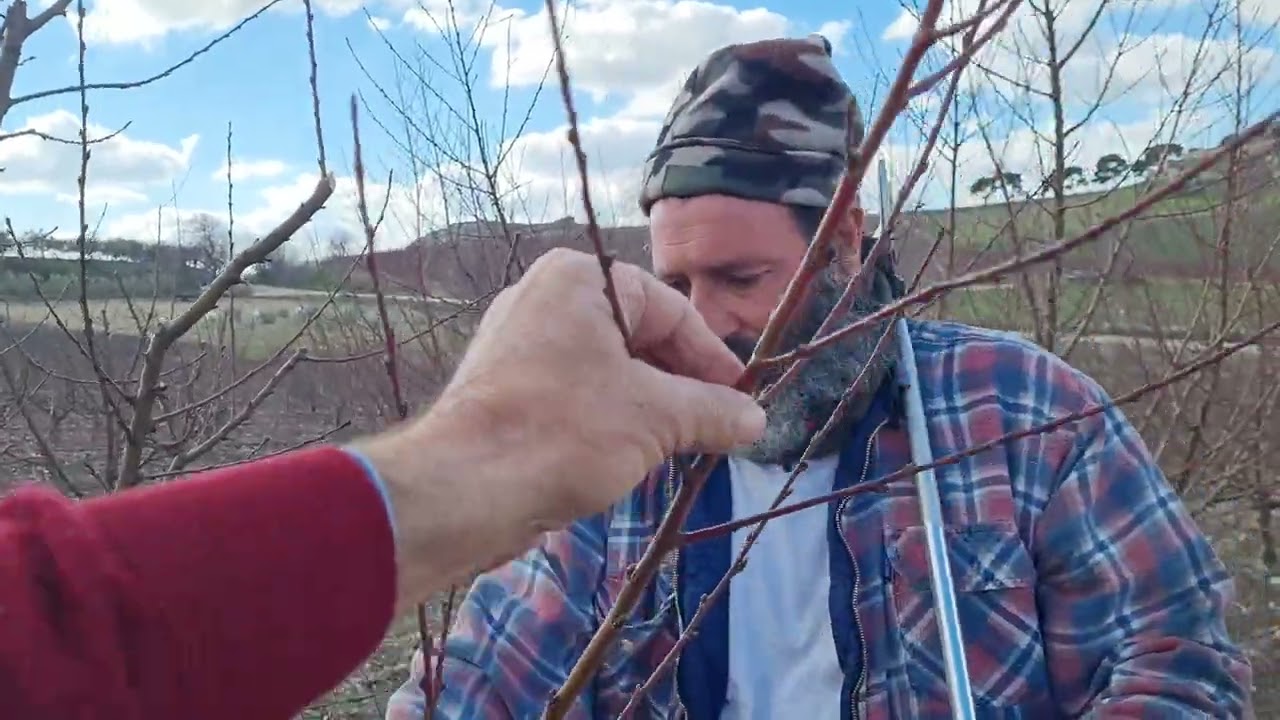 Con la giusta potatura professionale del pesco più qualità  e più quantità!