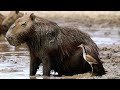 Capybara Behavior and Habitat
