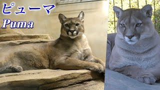 大型のネコ ピューマの生態 ズバ抜けたジャンプ力 ジャガーと並ぶ最強の捕食者 Puma Youtube