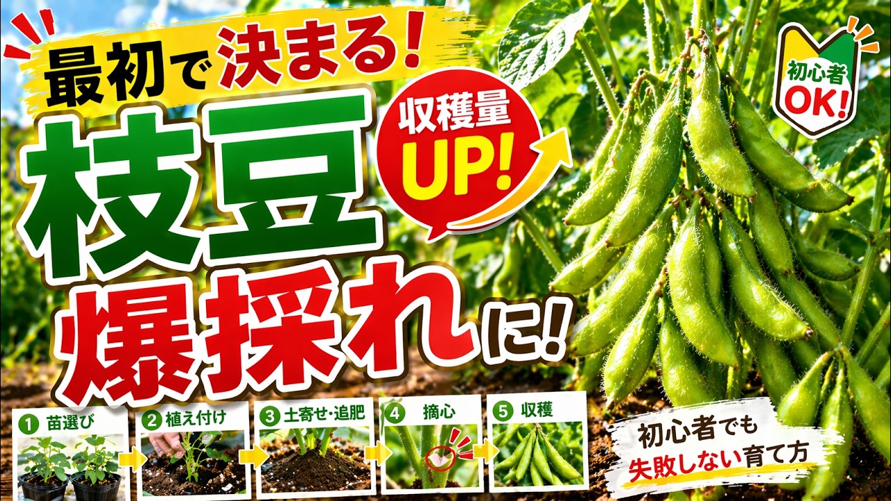 Edamame harvest galore! Tips for beginners on choosing seedlings