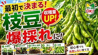 枝豆はこれで爆採れ！初心者でも失敗しない苗選び〜収穫までのポイント【プランターOK・家庭菜園】