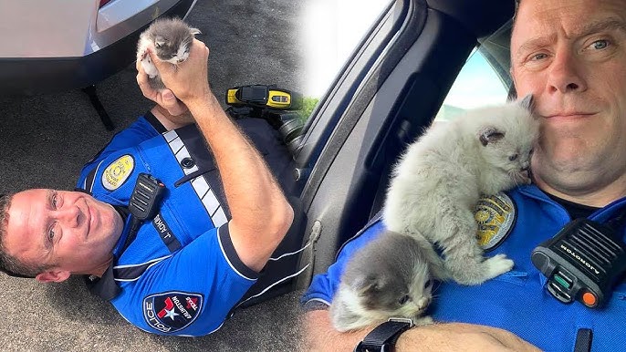 Stray Kittens Can't Stop Cuddling With The Policeman Who Rescued Them -  YouTube