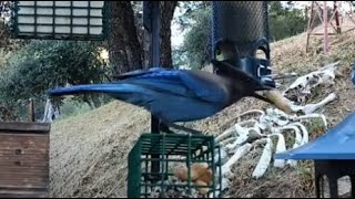 Woodshed Breakfast13 Species! LIVE STREAM REPLAY Descanso, CA California Mountain Bird Feeder