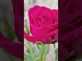 Gorgeous roses || home gardening👍 | #shorts #flowers #roseflowers