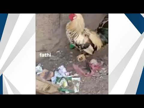 ديك يبيض في اليمن