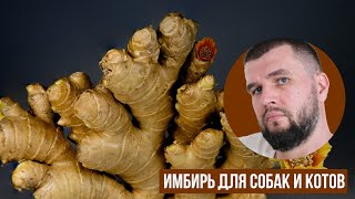 Имбирь для собак и котов