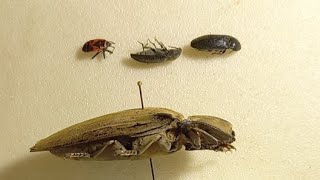 Funny Click Beetles, Small & Big. Do You Know Them? Tropical Species. Agricultural Pests?