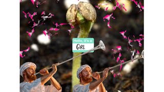 How to grow cannabis , Germinate in 76 hours seedling in coco