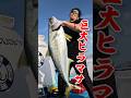 巨大ヒラマサ【船長が見た】南伊豆・もき丸2026.4.28 #釣り #fishing #ヒラマサ