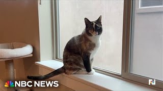 Cat survives unintended 600-mile journey, living up to its 9 lives by NBC News 7,322 views 16 hours ago 1 minute, 39 seconds