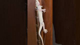 Loll Best Way Of Killing Lizardssatisfying Kills