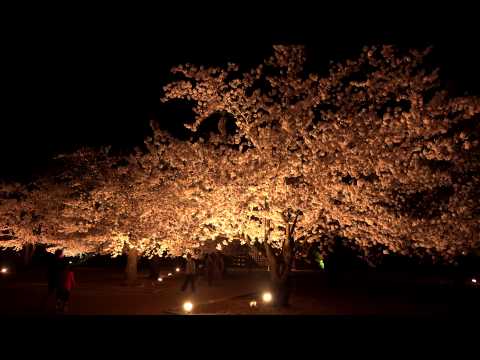 信州・松代城の夜桜・4K撮影