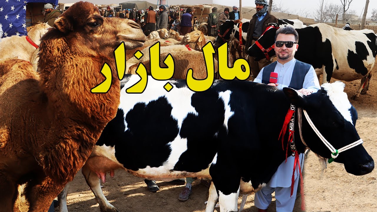 گزارش نظری،قیمت گاوهای شیری زراعتی،قیمت گوسله،قیمت بوزسیتانی،گوسفند های وطنی،مصروفیت هموطنafghan top