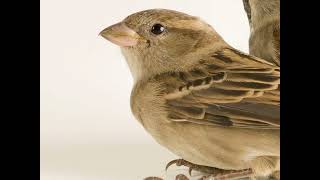 Kelompok Komunal Burung Pipit Rumah yang Berisik Terdengar Seperti Ini