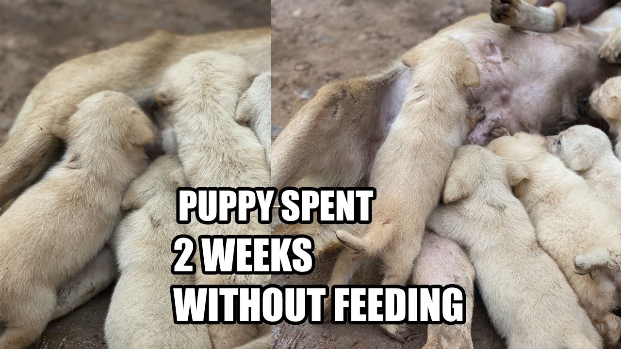 Abandoned puppy spent 2 weeks without feeding