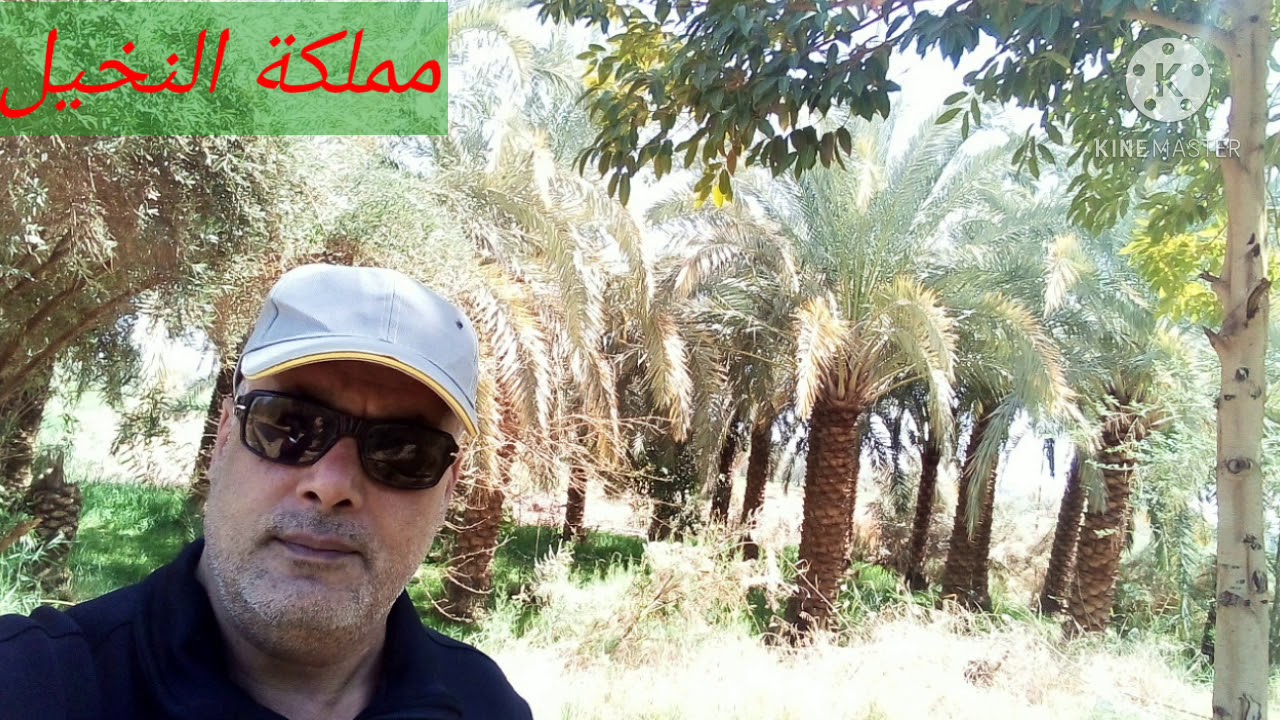 تسميد النخيل ( الحلقة الثانية) إوعى الفيديو ده يفوتك